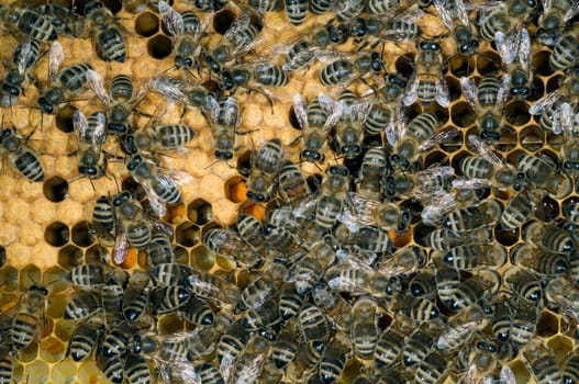 Honigbienen, Biene  Apis  mellifera