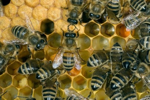 Honigbienen, Biene  Apis  mellifera