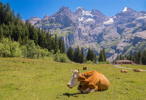 The cow the beiz and soon the Oeschinensee