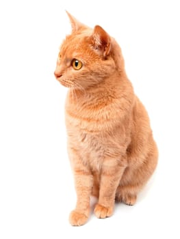 Cat isolated on white