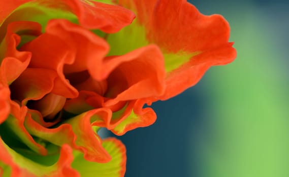 Gladiolus blossom