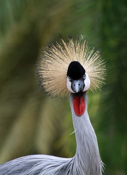 Crown crane