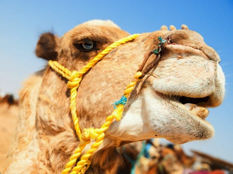 Camel in the desert