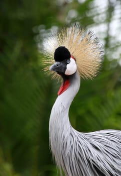 Crown crane