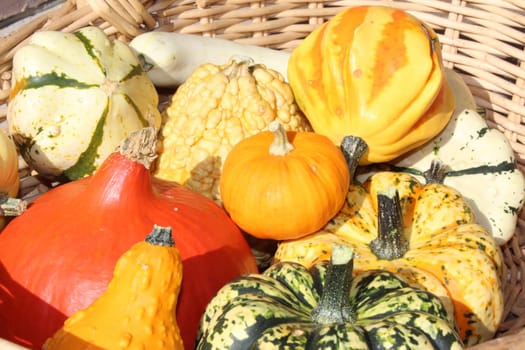 Pumpkin