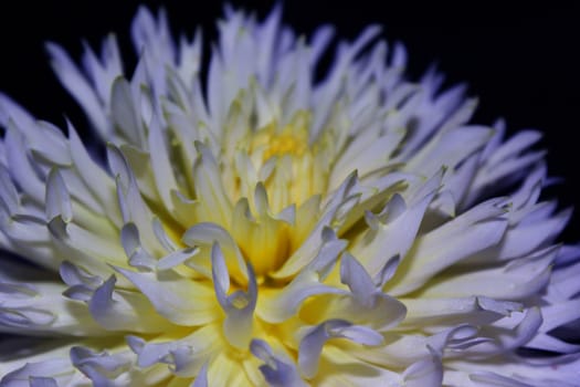Dahlias