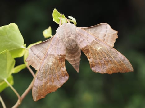 Poplar swarmers _ moths