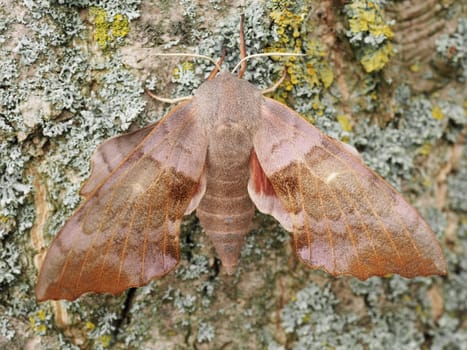 Poplar Swarmer - Moth