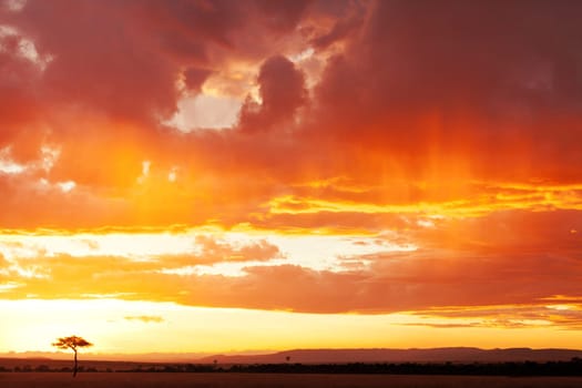 Typical african sunset with acacia tree in Masai Mara, Kenya