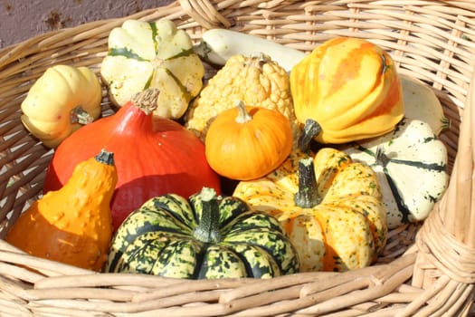 Pumpkin