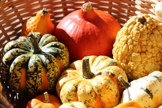 Pumpkin