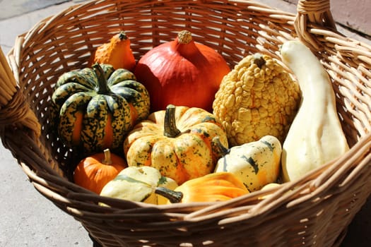 Pumpkin