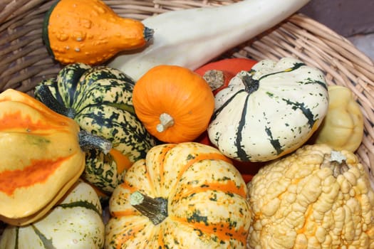 Pumpkin
