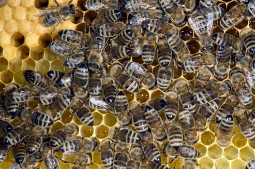 Honigbienen, Biene  Apis  mellifera