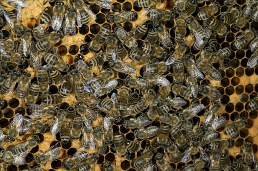 Honigbienen, Biene  Apis  mellifera