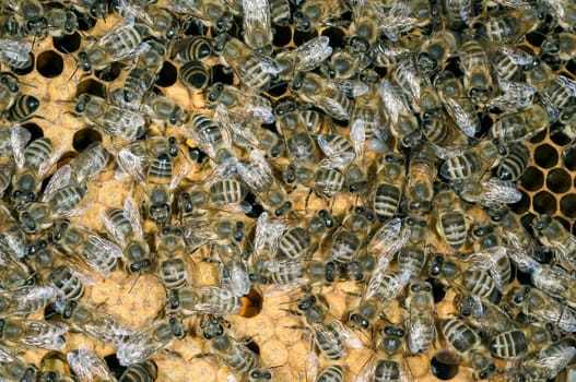 Honigbienen, Biene  Apis  mellifera