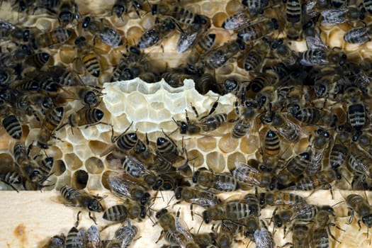 Honigbienen, Biene  Apis  mellifera