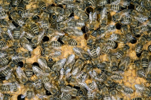 Honigbienen, Biene  Apis  mellifera