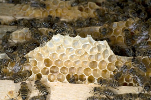 Honigbienen, Biene  Apis  mellifera