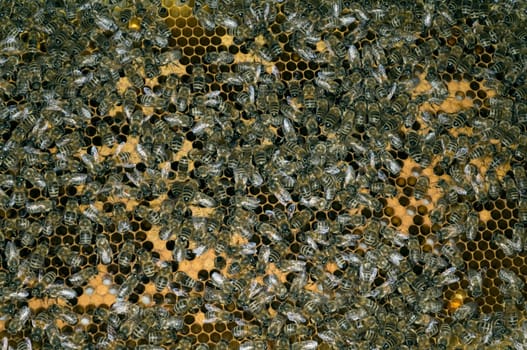 Honigbienen, Biene  Apis  mellifera