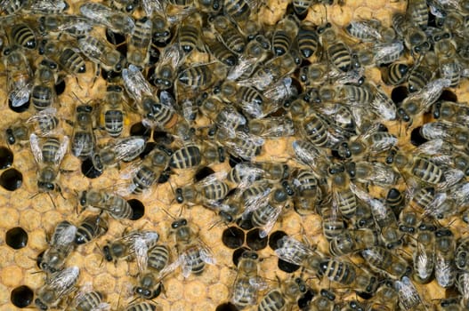Honigbienen, Biene  Apis  mellifera