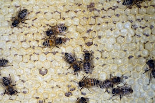 Honigbienen, Biene  Apis  mellifera