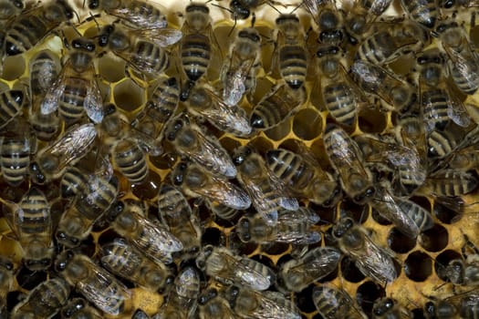 Honigbienen, Biene  Apis  mellifera