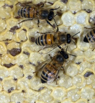 Honigbienen, Biene  Apis  mellifera