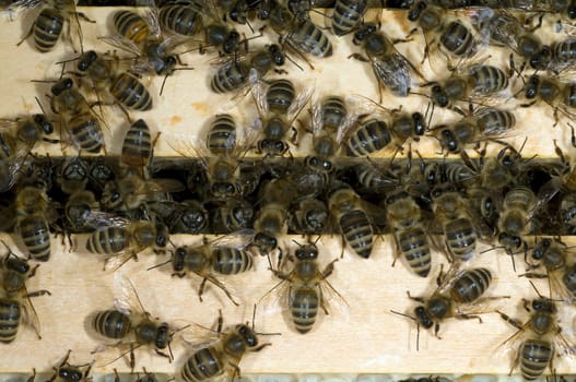 Honigbienen, Biene  Apis  mellifera