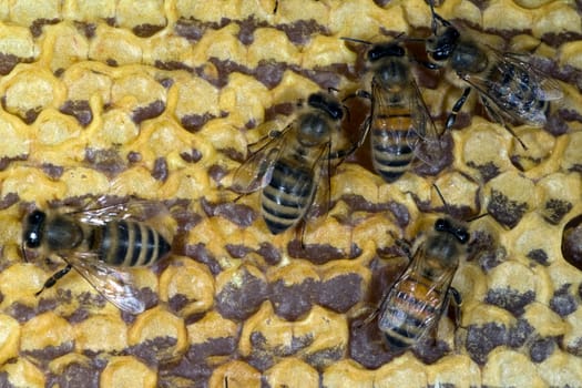 Honigbienen, Biene  Apis  mellifera