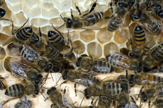 Honigbienen, Biene  Apis  mellifera