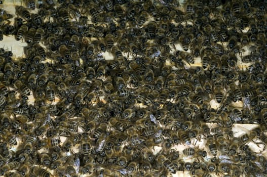 Honigbienen, Biene  Apis  mellifera