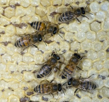 Honigbienen, Biene  Apis  mellifera