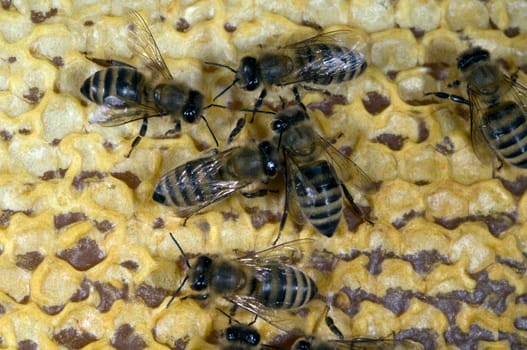 Honigbienen, Biene  Apis  mellifera