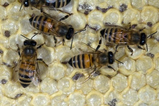 Honigbienen, Biene  Apis  mellifera