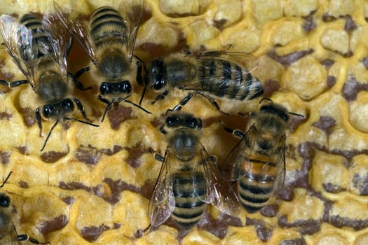 Honigbienen, Biene  Apis  mellifera