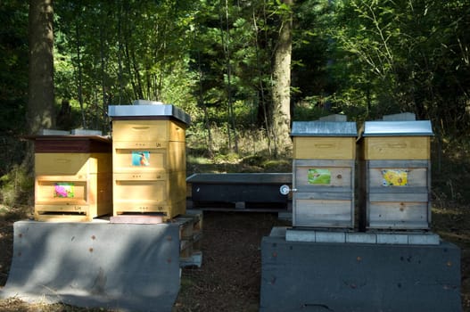 Honigbienen, Biene  Apis  mellifera