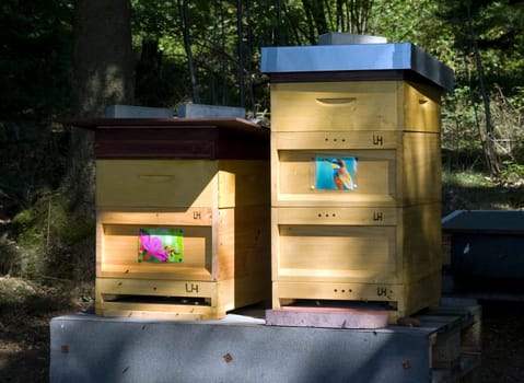 Honigbienen, Biene  Apis  mellifera