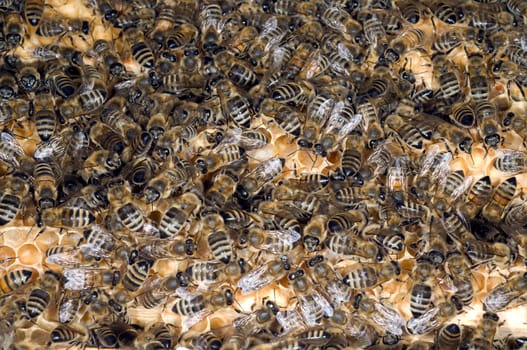 Honigbienen, Biene  Apis  mellifera