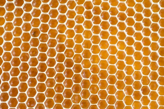 Honigwaben, waben, Bienenwachs, wachs, Bienenstock