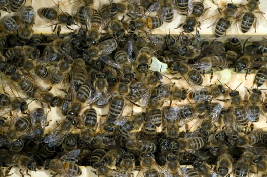 Honigbienen, Biene  Apis  mellifera