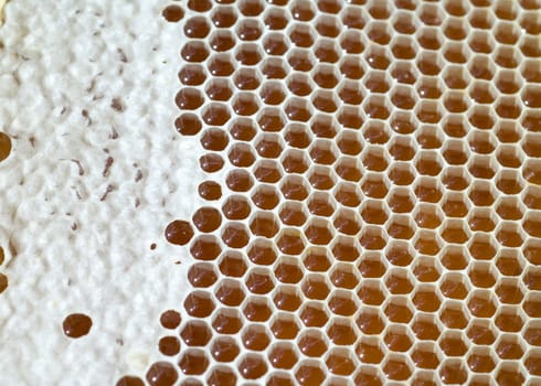 Honigwaben, waben, Bienenwachs, wachs, Bienenstock