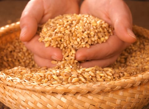 Wheat in woman's hands