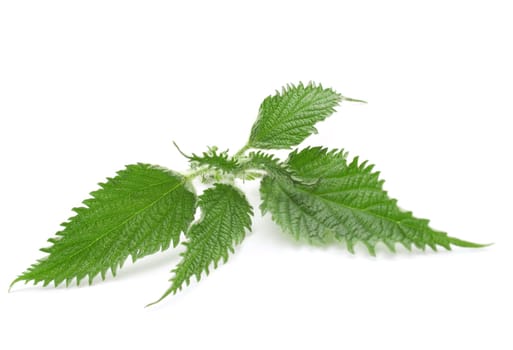 Nettle close up