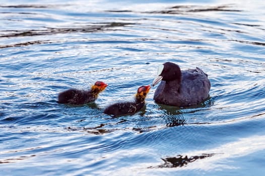 Eurasian or common coot, fulicula atra, feeding two ducklings on the water