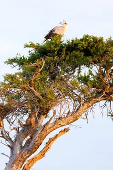 Secretary bird on a tree in Masai Mara, Kenya