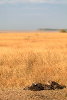 Babies spotted hyena cubs just come out from their hole early in the morning, sleeping on over another, Masai Mara