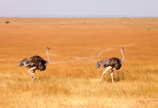Female ostriches at sunrise, Amboseli park, Kenya
