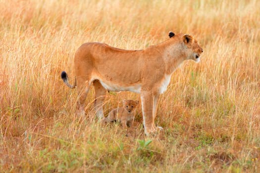 Female lion with cubs in Masai Mara, Kenya