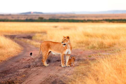 Female lion with cubs in Masai Mara, Kenya